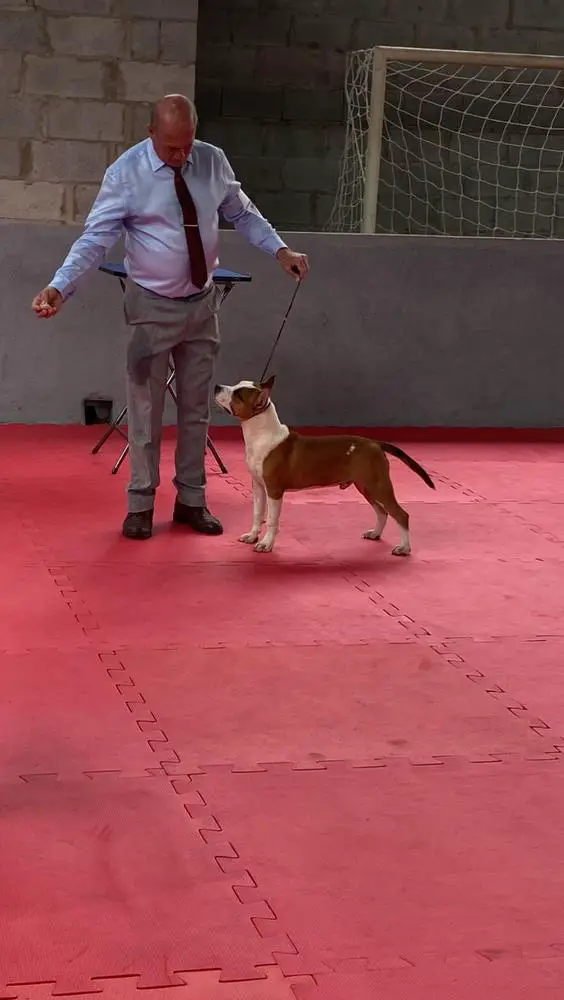 Amstaff Dobby Henrique Star Terrier