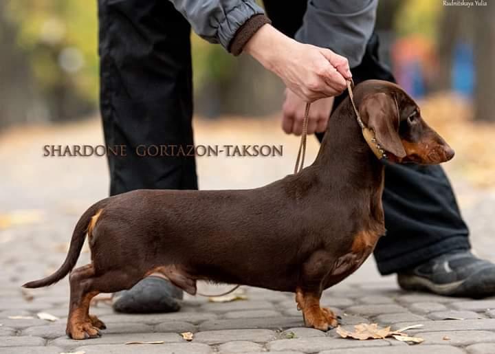 SHARDONE GORTAZON-TAKSON