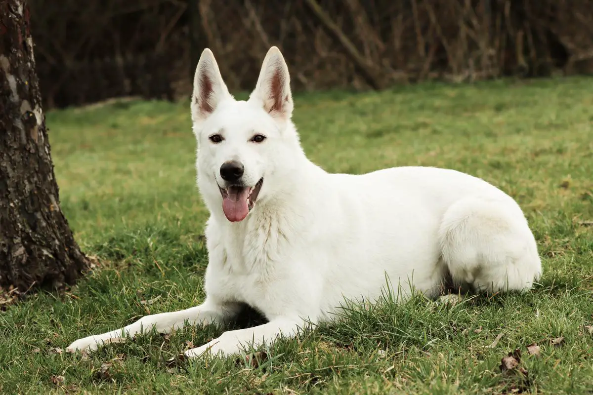 Legend of White Quiet Sky