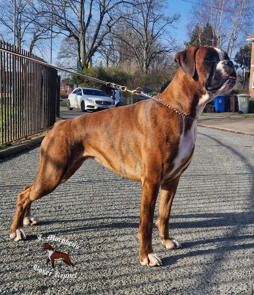 Triton-Box Venus Dell Onore Dio