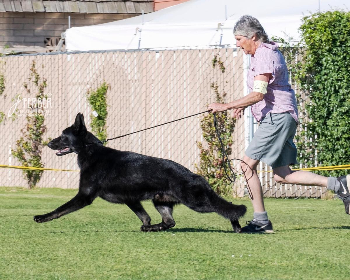 CH Hessen’s Prince of Darkness of Mariner