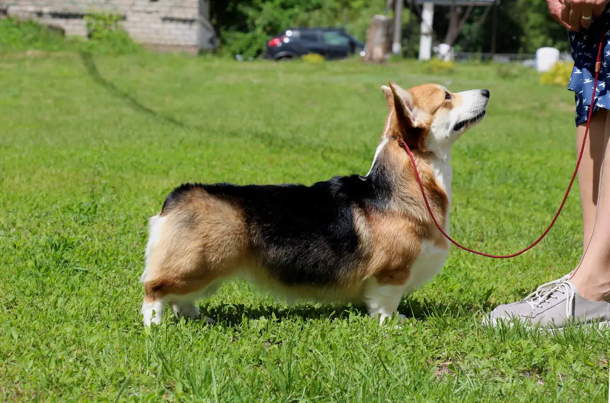 SHELPRIZ TIMELESS LOVE