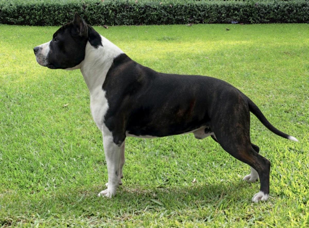 Kratom Tipit Z Hanky