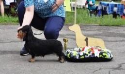 Bastardo Dentra Di Casa Mainardi