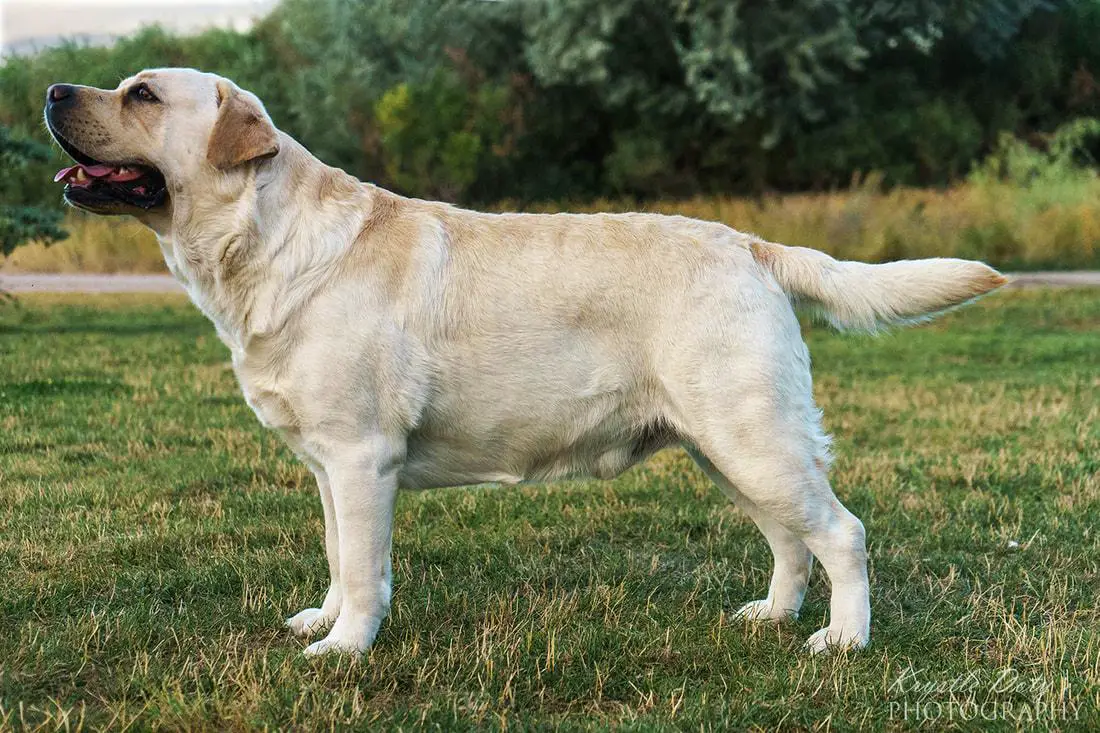 Harlequin Black Pine Greased Lightning