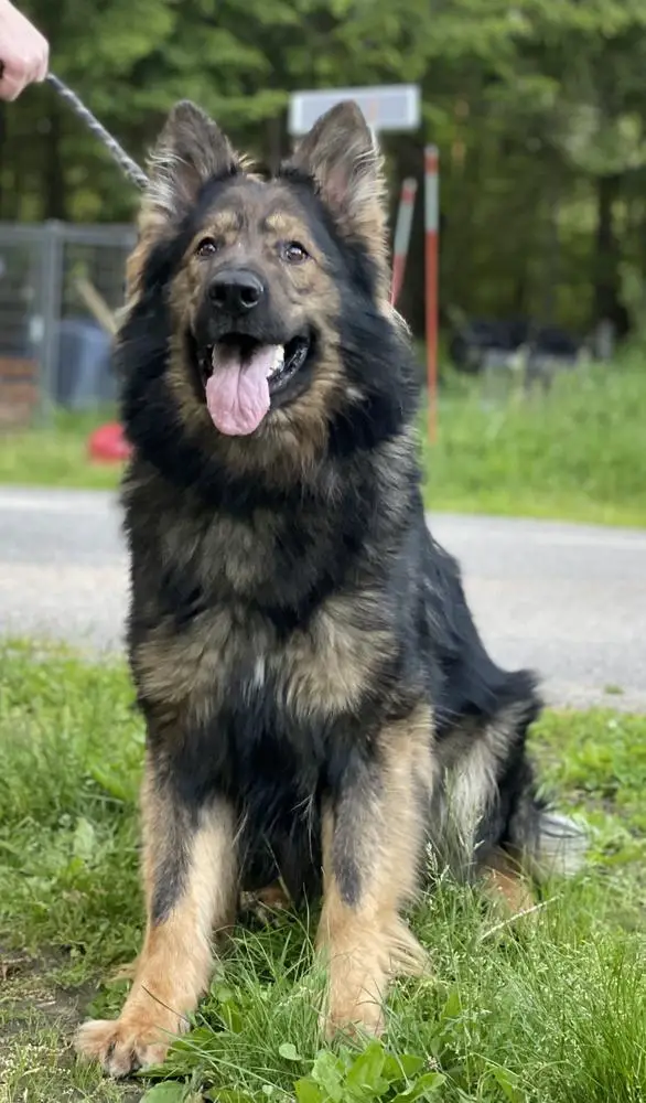 Tiger Vom Harterhund