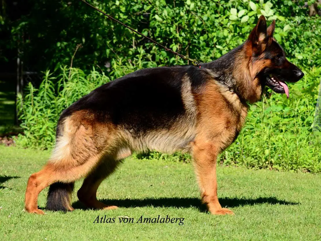 Attlas von Amalaberg