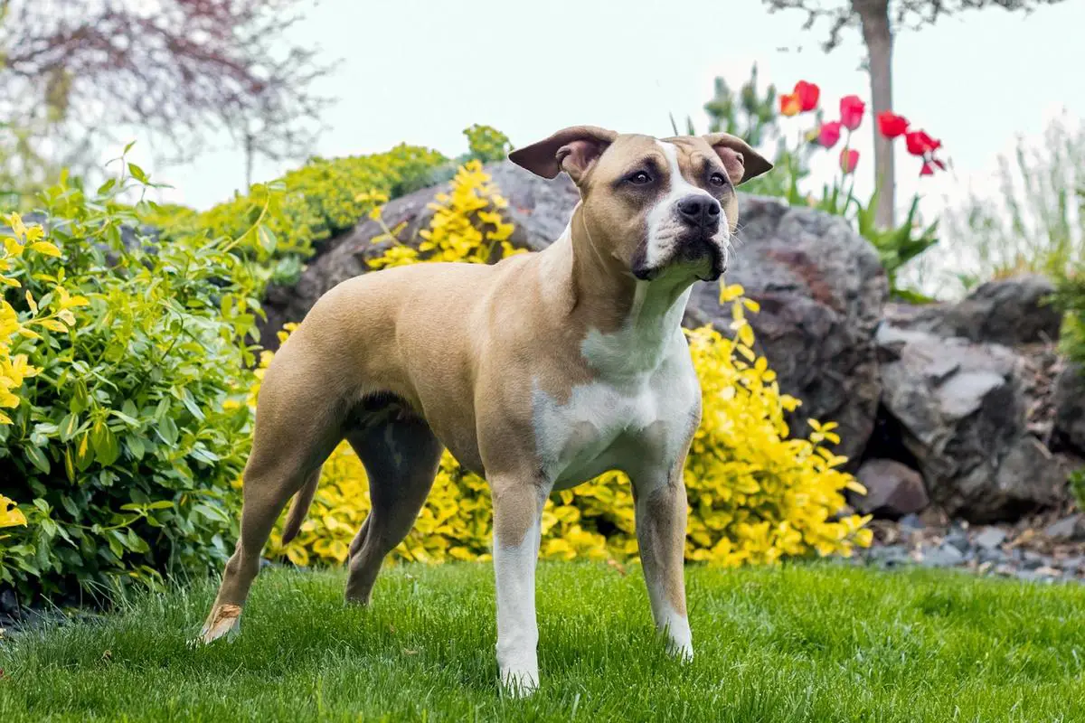 Corry Royal Staffi z Polabí