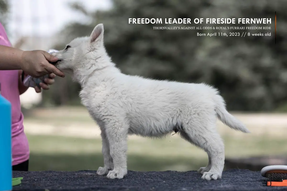 Freedom Leader of Fireside Fernweh