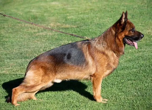 Puma di Casa Luca