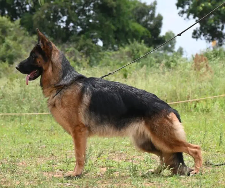 BSZS SG 100 (2021) Bibi von media