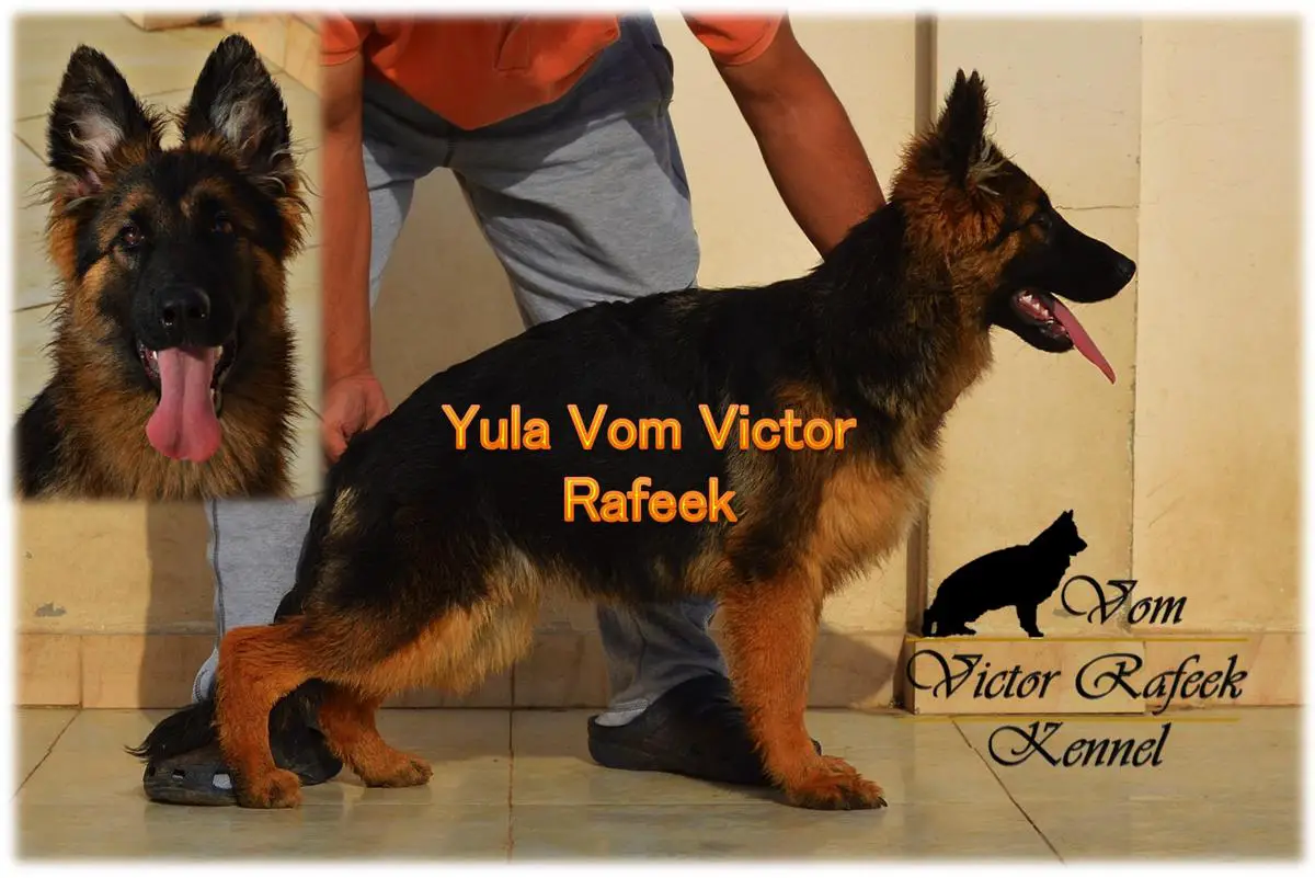 Yula Vom Victor Rafeek