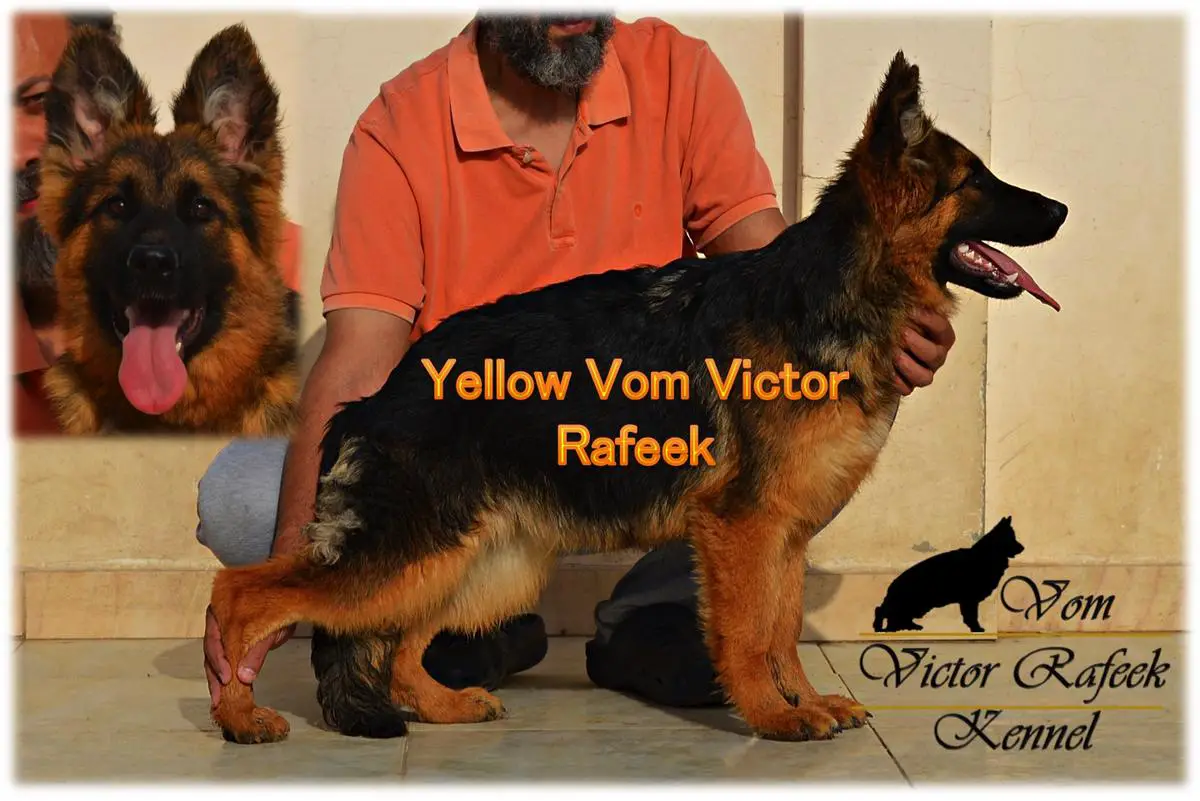 Yellow Vom Victor Rafeek