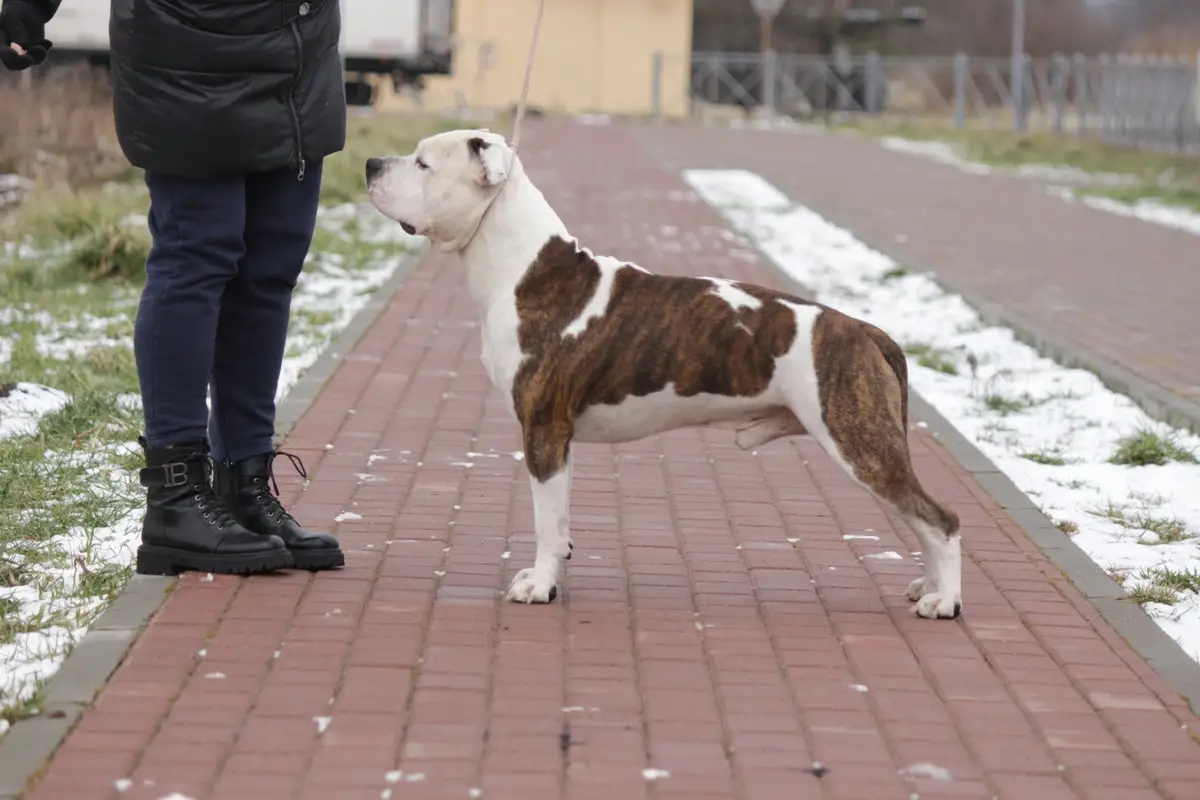 Ch Russia Ch RKF Denvers Elite Vision Of Beauty