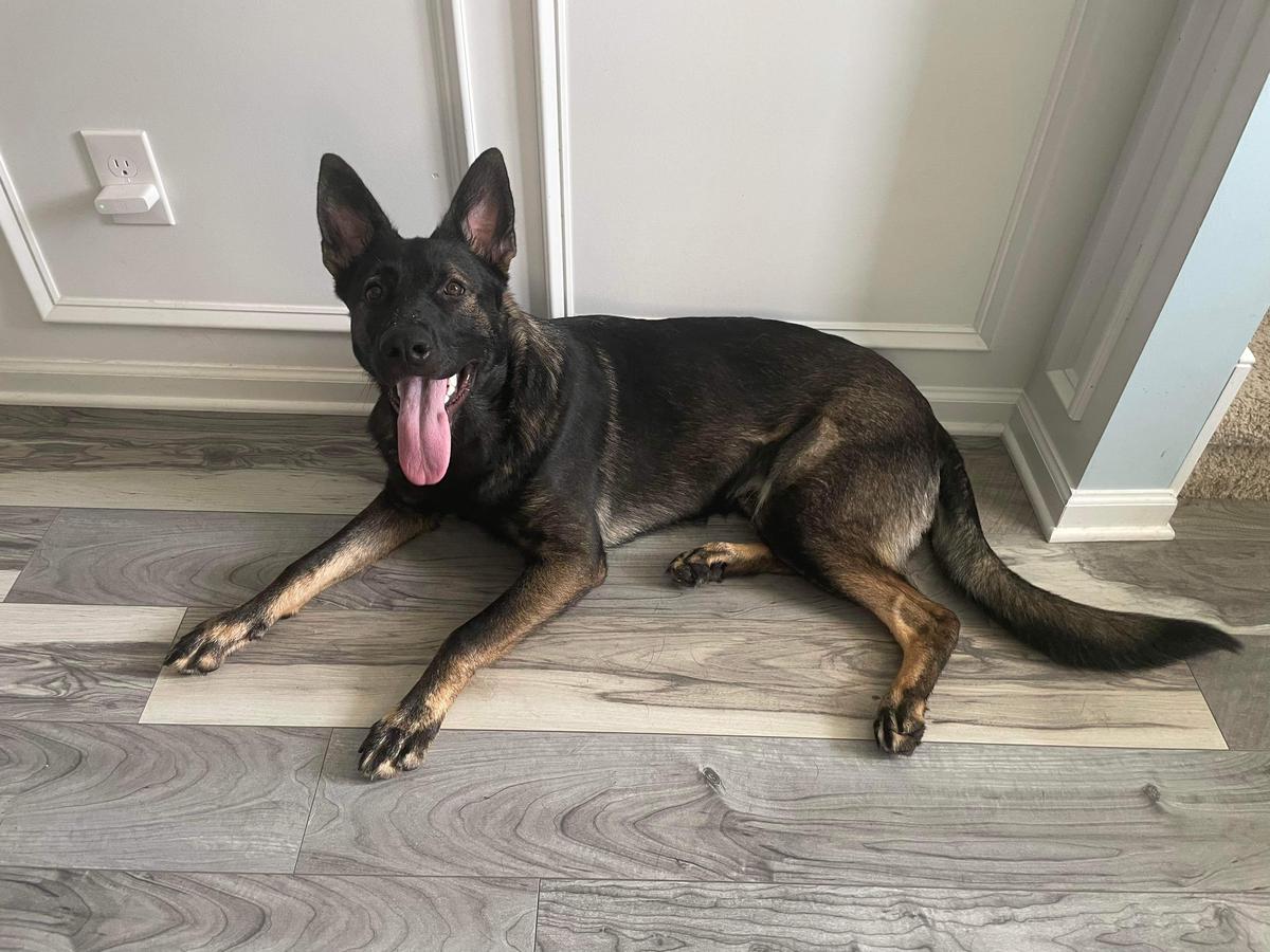 Gunnar Ace of Hearts at vom Ron