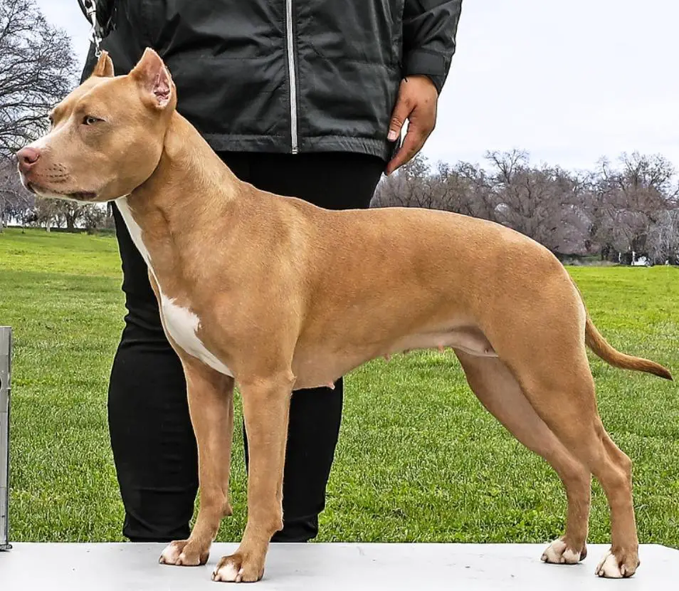 BPIS IntCH GRCH 'PR' Bartin's California Roulette