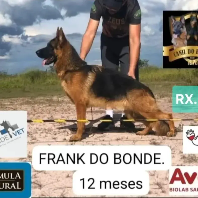VV3 Sieger Brasil Frank do Bonde