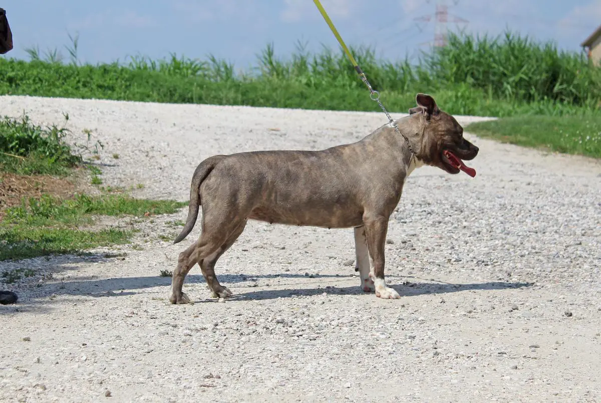 Contra Legem Cupcake