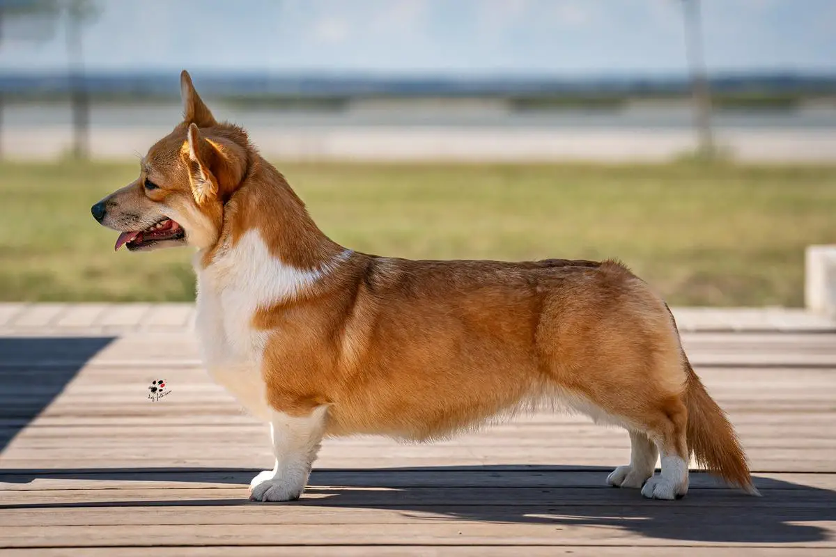 Sookie St. James Vilibodreams