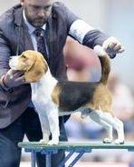 GCH Fleur de Lis' Sainthood