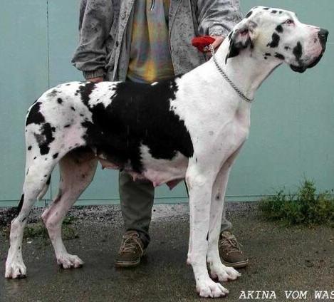 Akina Vom Wasigenstein