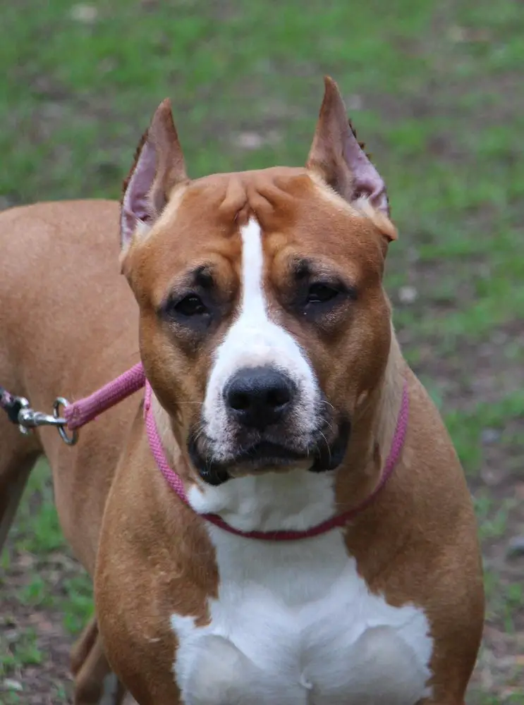 Knightly Heart Headwey