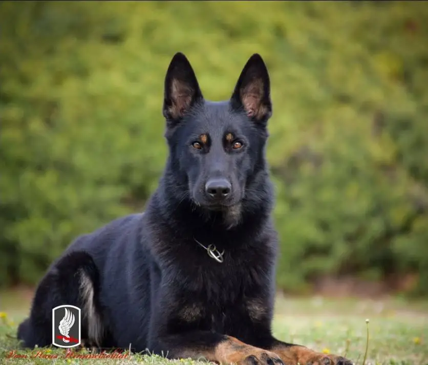 Helix Vom Kriegshund-Zug