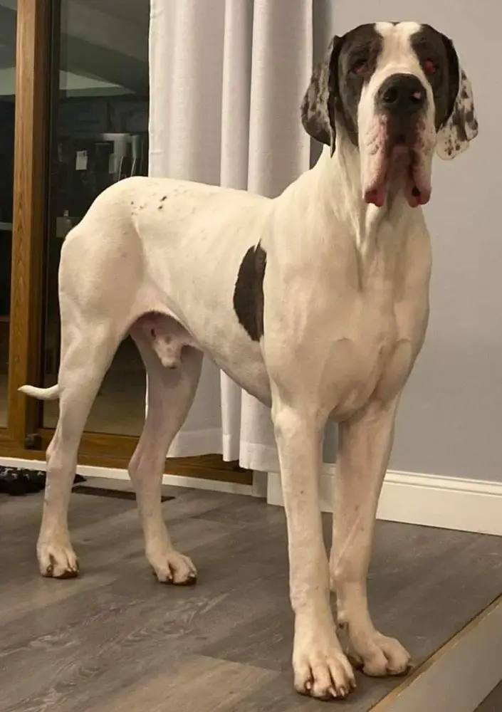Ike Of Lauer Danes