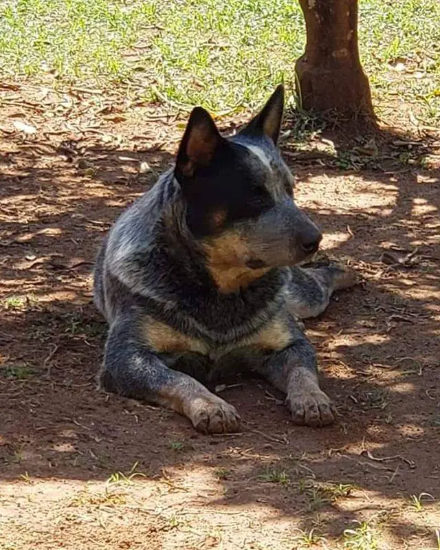 Onix Sertão Mineiro