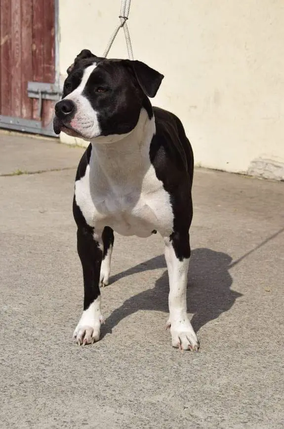 Vesta-Orka Asty z Ojcowa