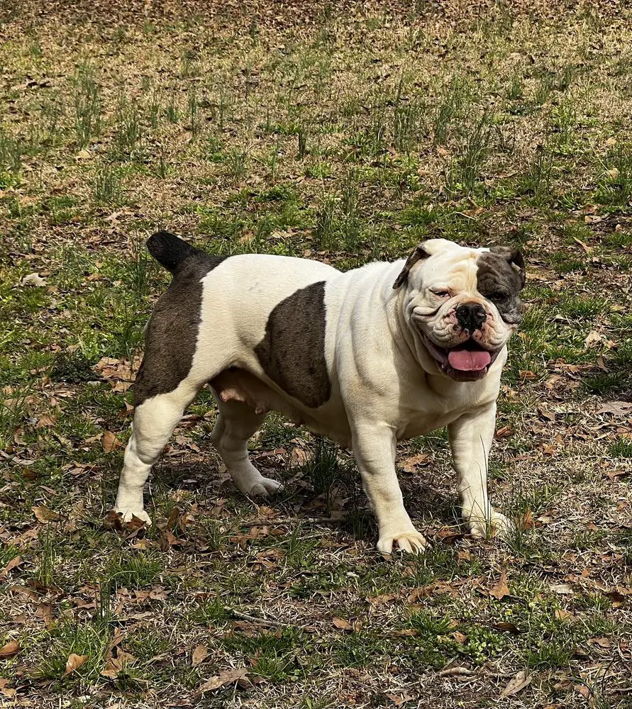 Jacobs' Gladys of Red Clay Bulldogs
