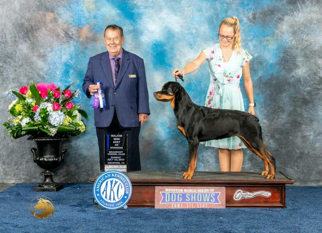 US CH, VP Rated Magicwinds Letz Go Girlz Of Von Dara