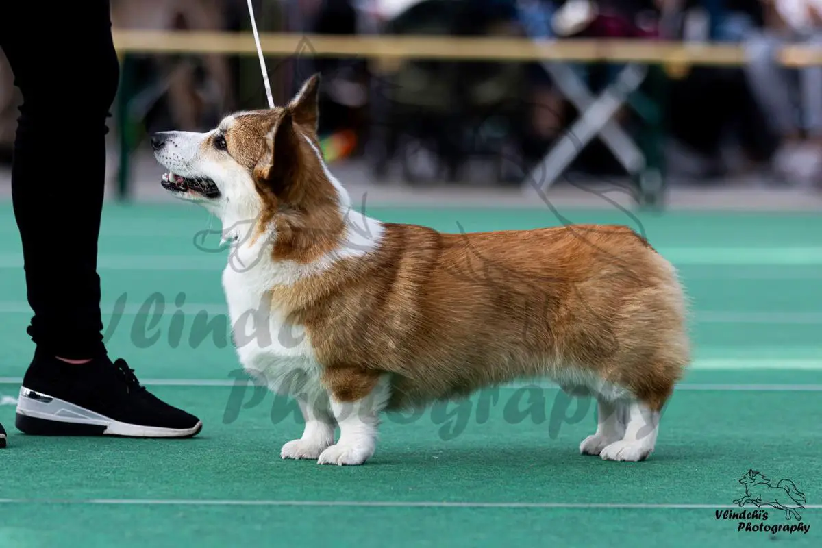 Luxenbourg Junior Champion Queenslands Molly Malone