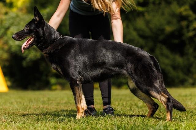 SG Exi vom Haus Ukres