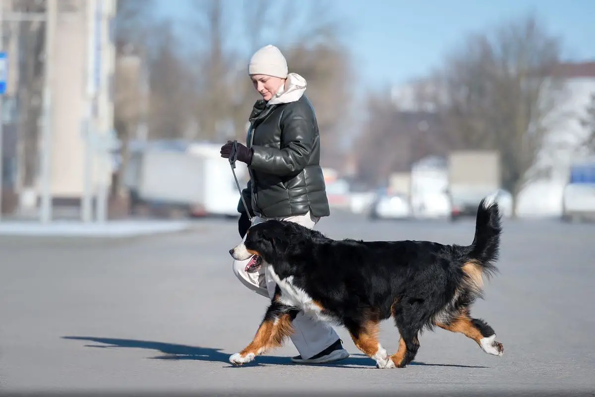 2 CAC CHELESTINA S GORY MEZMAY