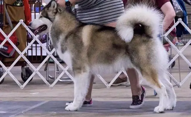 CH Illusions At The Nikolai Checkpoint