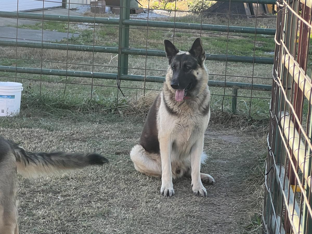 T Y J Hallelujah Jubilee Jubal