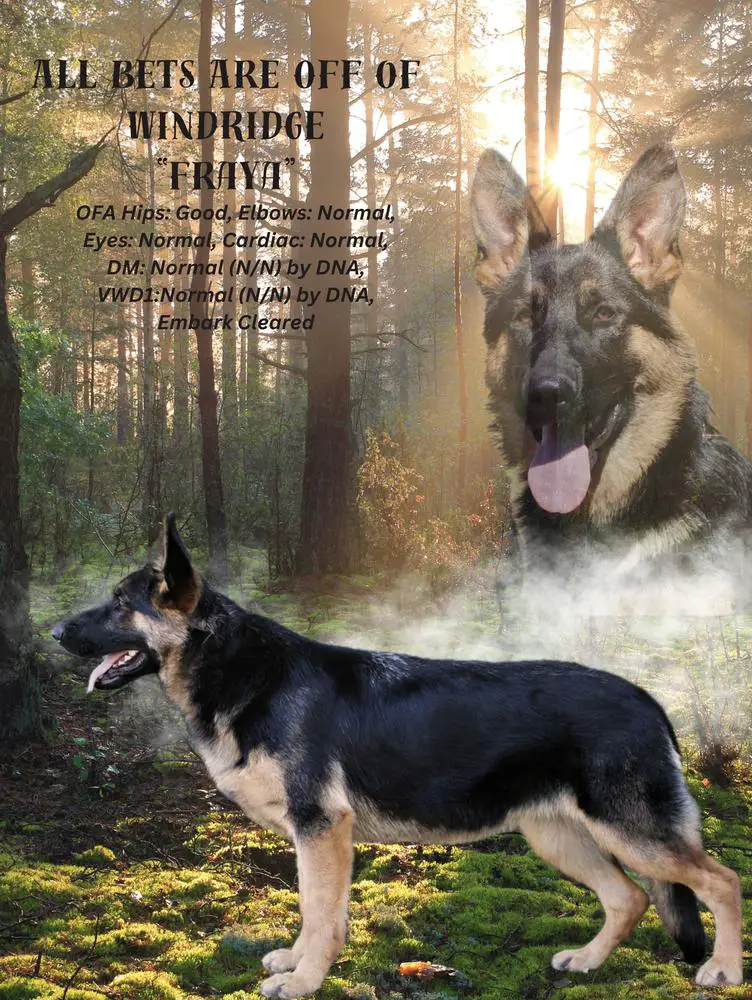 All Bets Are Off of WindRidge