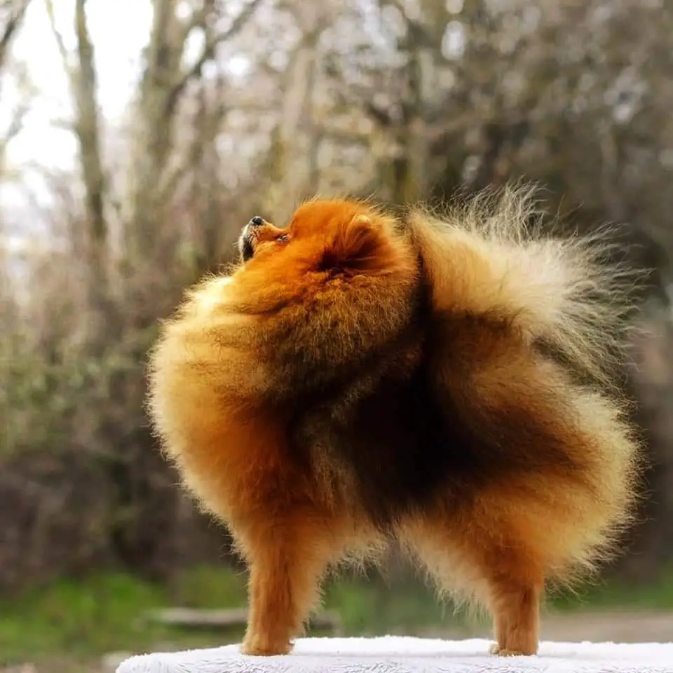 Pom De Cachemir Coconut Pie