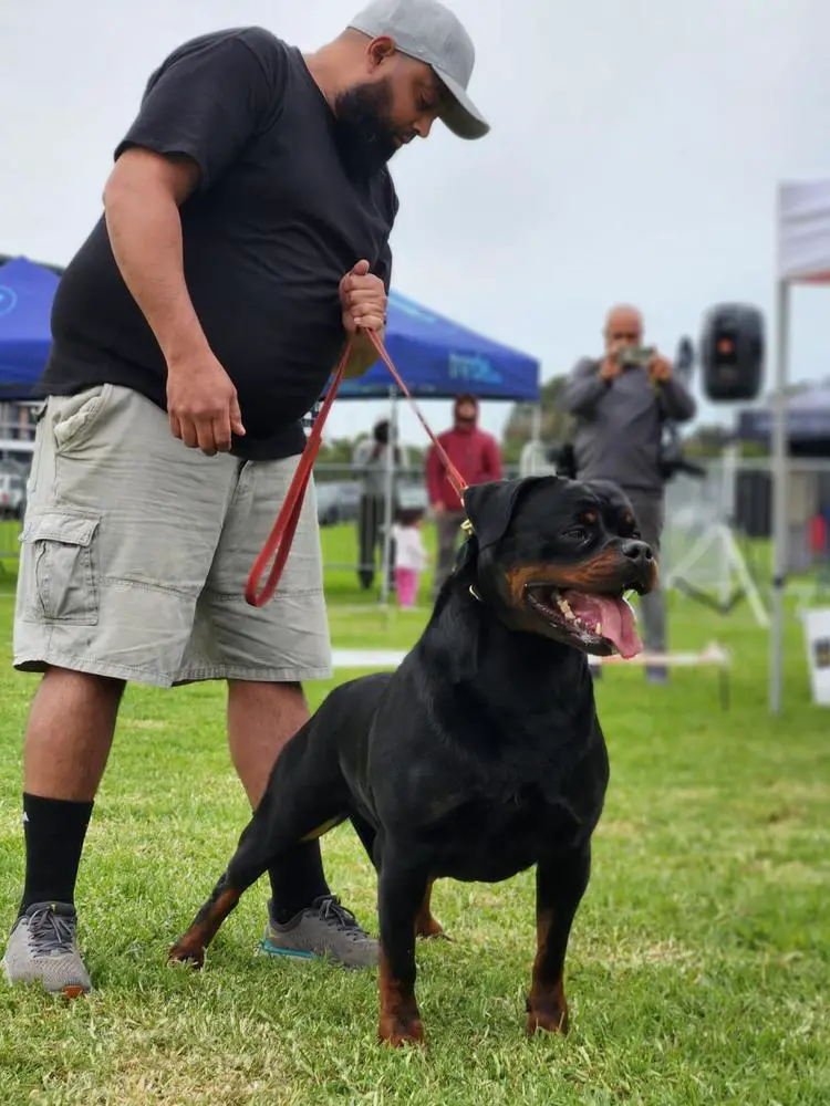 Multi European V Graded Holly V.D Lenterotts of Uslann