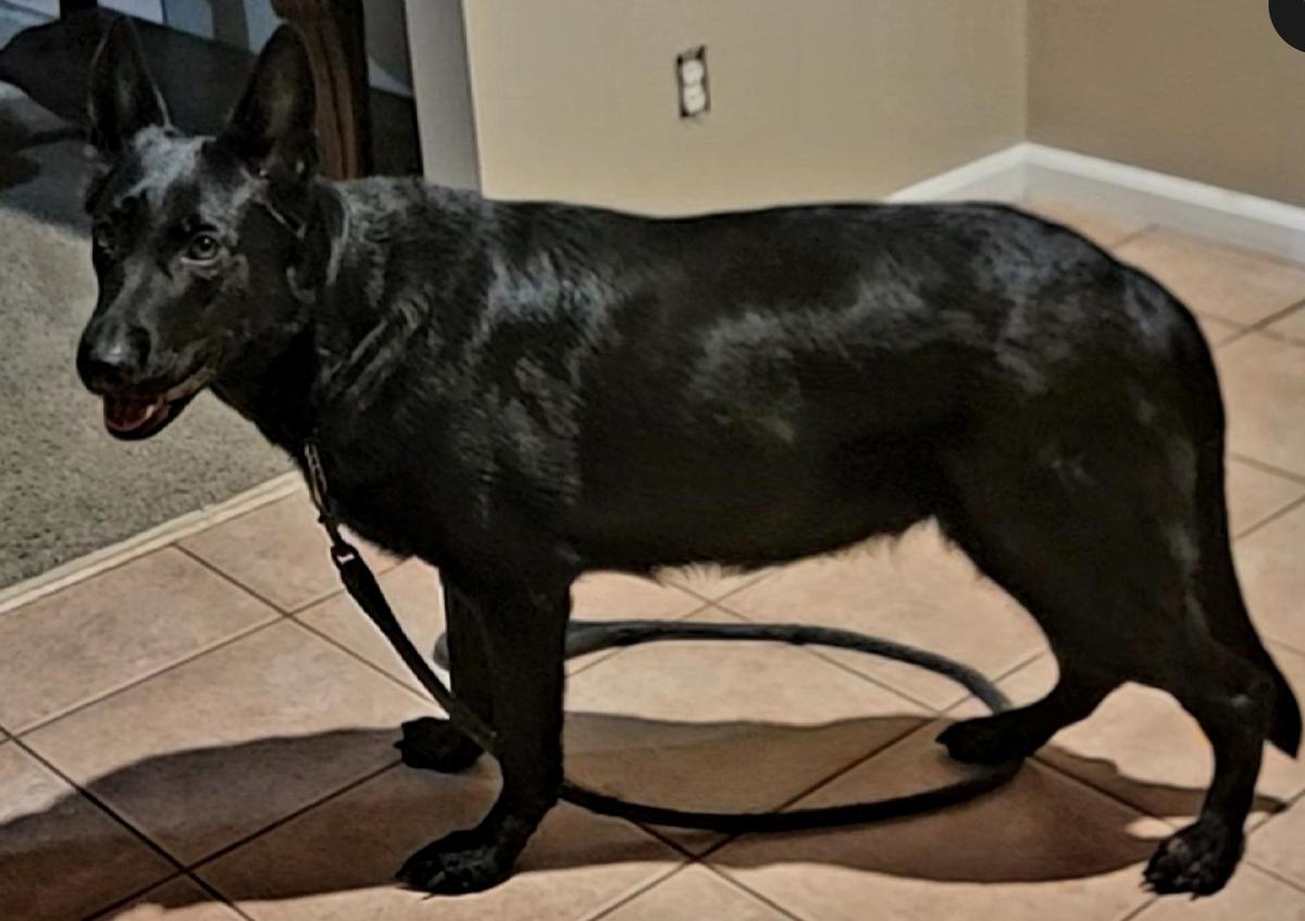 Yakita Vom Haus Schair