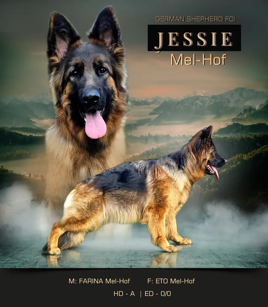 Youth Winner JESSIE Mel-Hof (FCI)