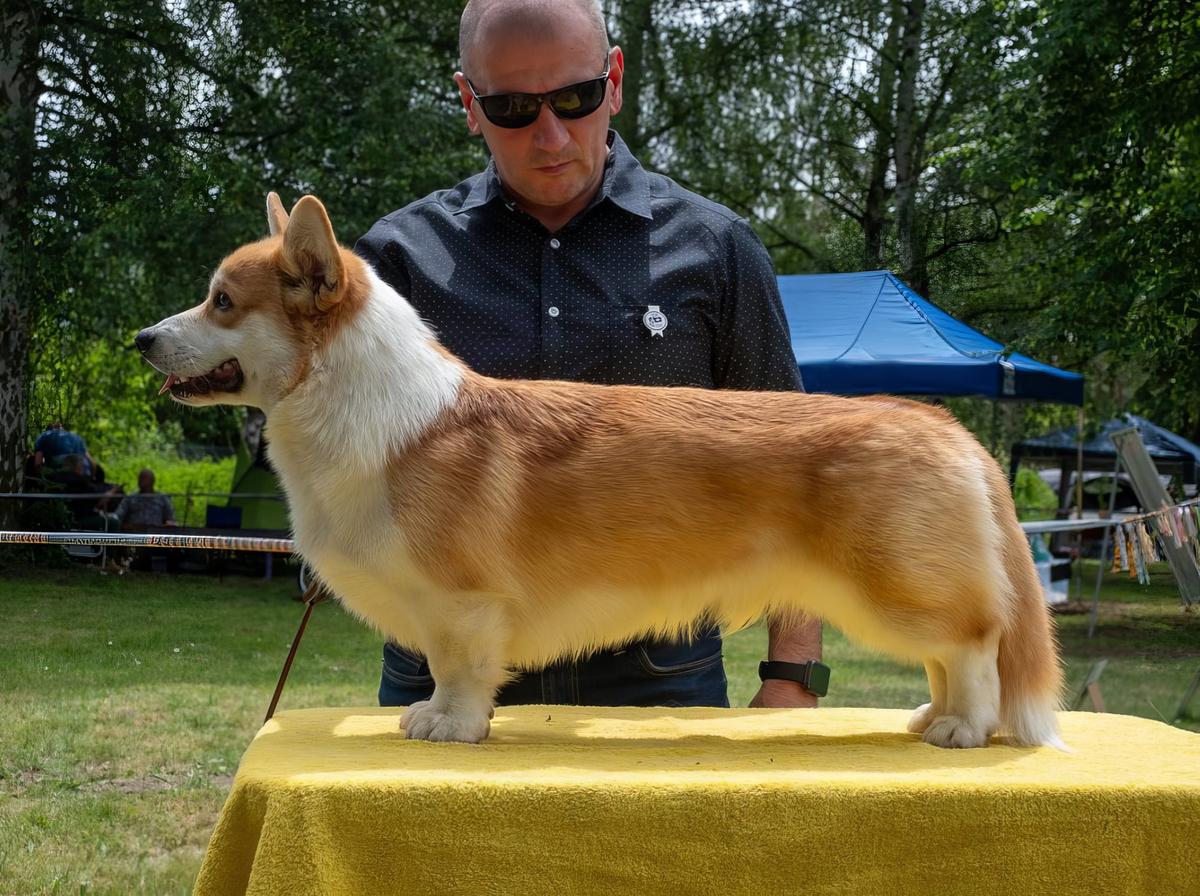 Dt.Ch(Club & VDH), Jug. Inter-Ch, Dt. JCh, CHE JCh, AUT JCh. Elorn Elegant Dance