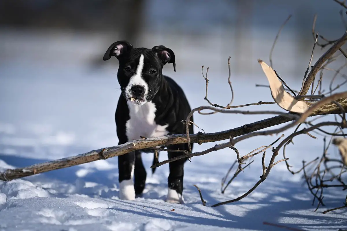 CP DIVINE PERFECTION Semper Invicta