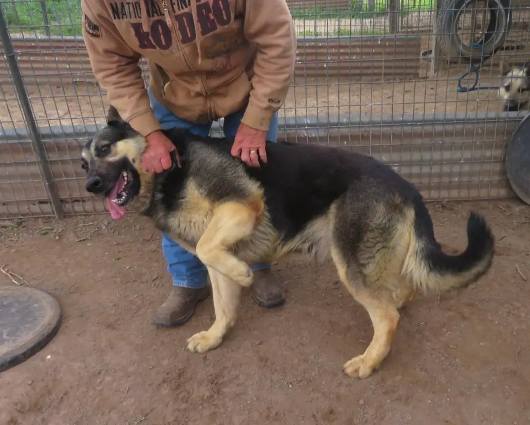 T Y J Moon Over Jericho Jack