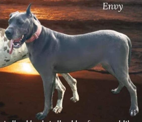 King's Guardian Envy