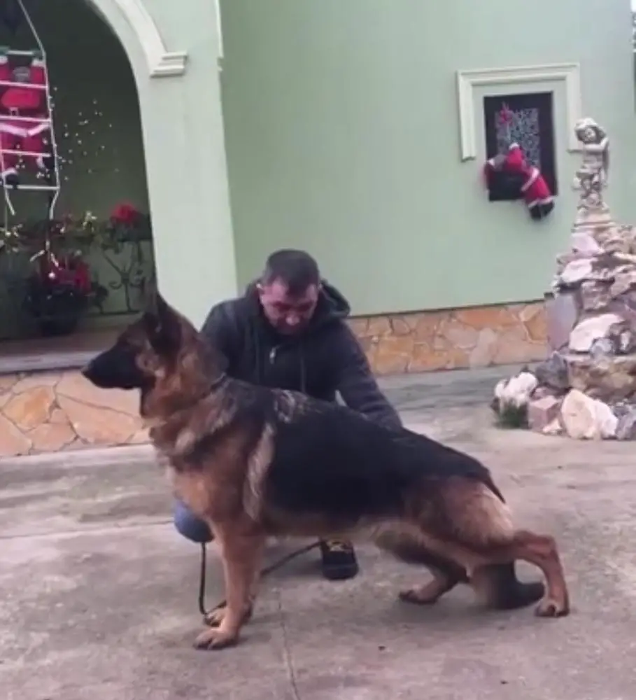 SG5, 2CAC Korona De Craiova Maxima