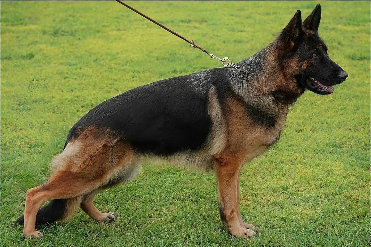 JBIS, RCH, RJCH, CEEUW, Crufts Q Amira (2023)