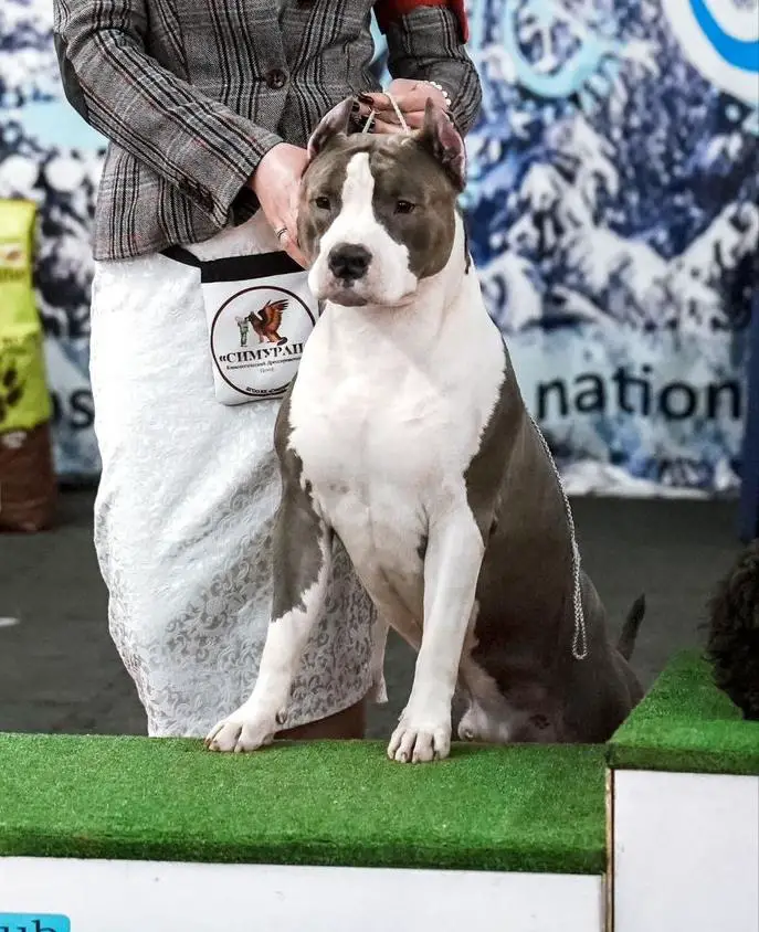 JCh RUS, JCh RKF Shon Raymond Smith