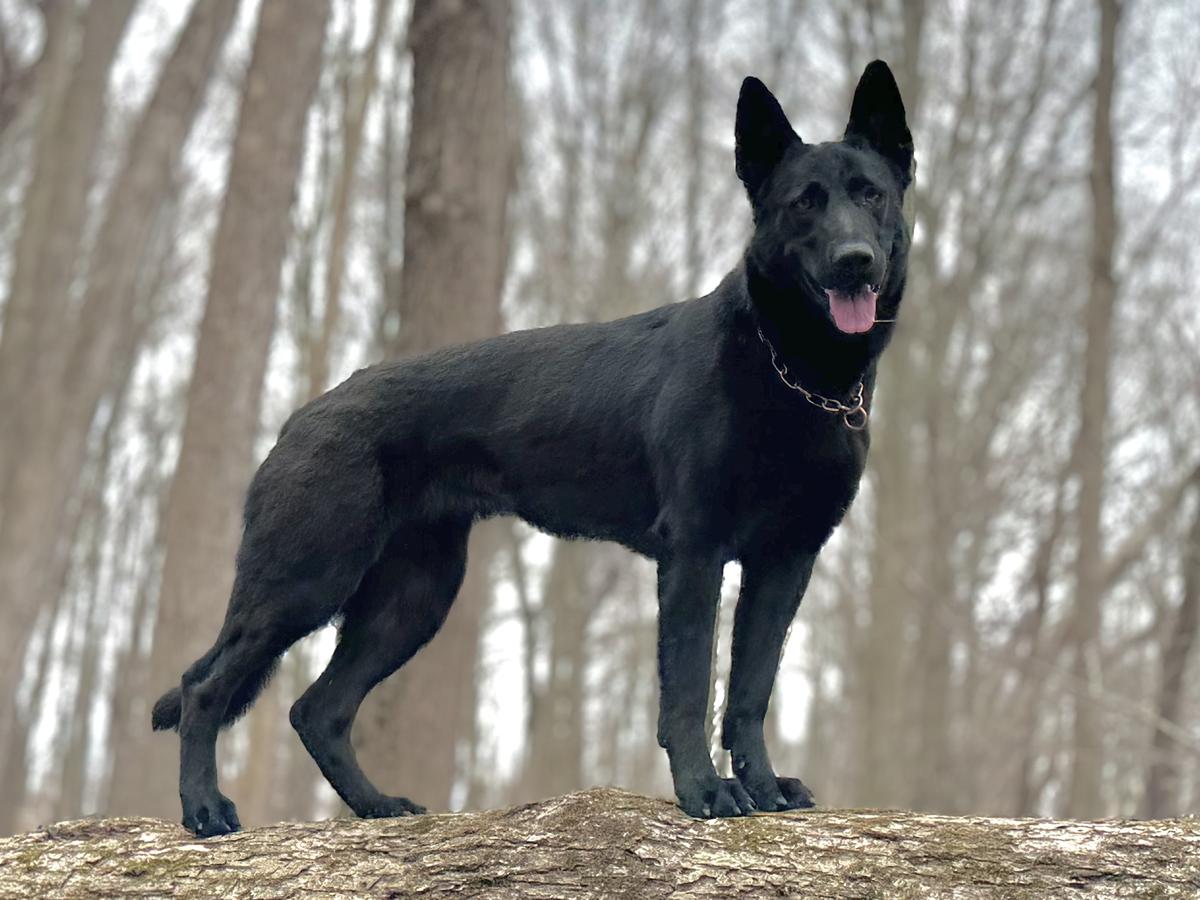 Tslone auf der Marquis